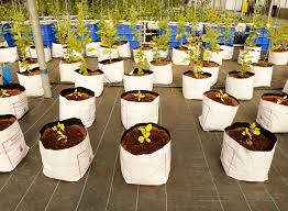 Coir Pith Grow Bags